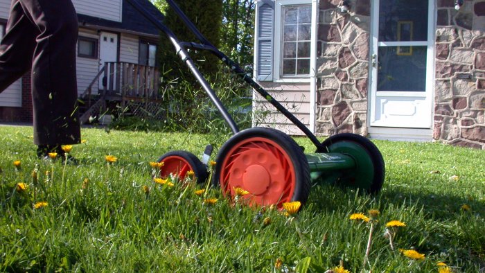 Push reel lawn mower. Push reel mower cutting lawn with dandelions.